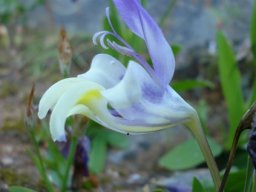 Sparaxis roxburghii flower from the side